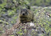 88 Marmotta al maxi-zoom